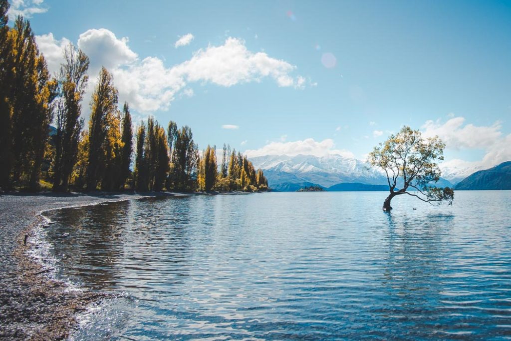 Wanaka Einsamer Baum im Lake Wanaka